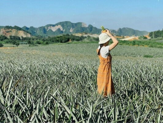 Khám phá đồi dứa Bảo Sơn Bắc Giang