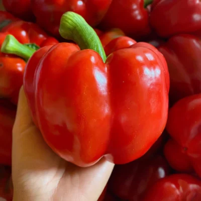 Công dụng của quả ớt chuông là gì