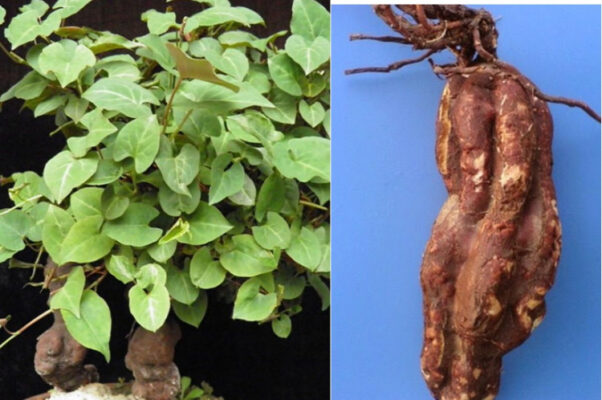 Công dụng của Hà thủ ô đỏ