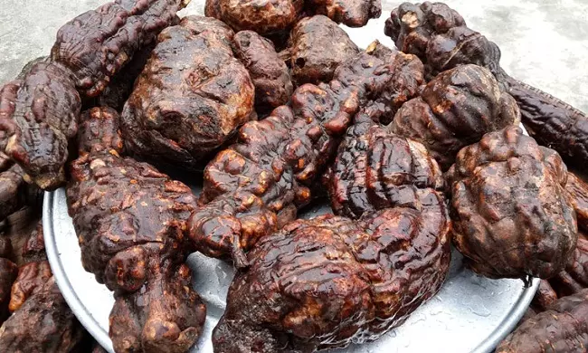 Lợi ích sức khỏe khi sửa dụng hà thủ ô đỏ