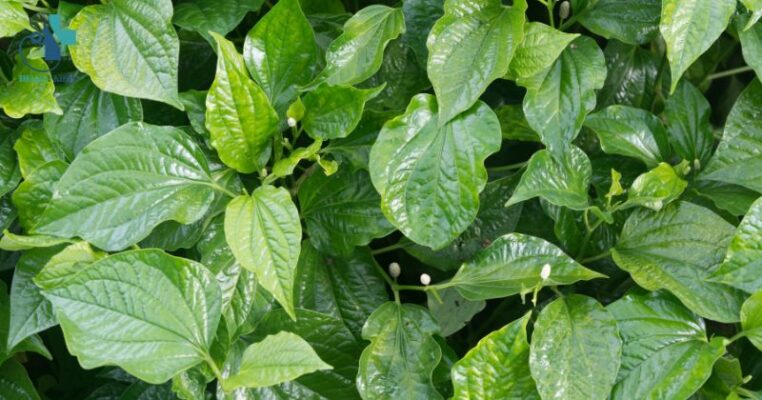 Uống nước lá lốt có bị nóng không?