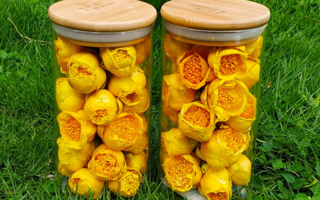 Giảm căng thẳng lo âu với trà hoa vàng