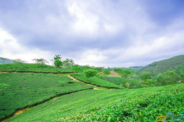 Đồi chè Tân Uyên Lai Châu