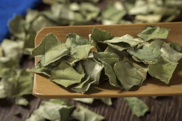 Lá sen khô và những tác dụng đáng ngạc nhiên