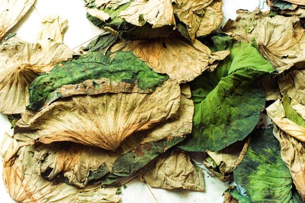 Tác dụng của lá sen khô trong hỗ trợ giảm mỡ máu