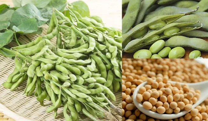 Mầm đậu nành và những lợi ích tuyệt vời cho sức khỏe