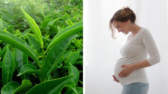 Mẹ bầu có nên uống chè xanh không?