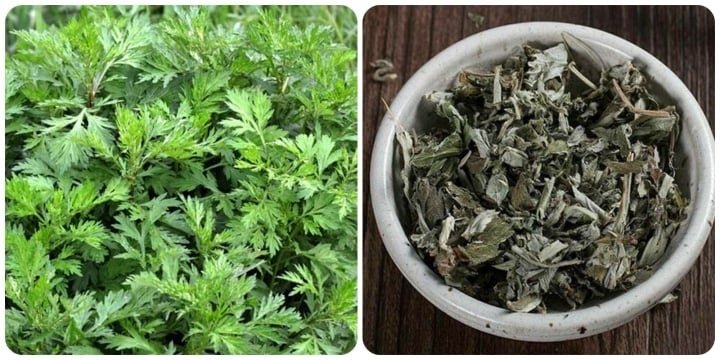 Công dụng của ngải cứu khô