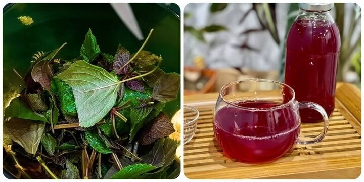 Nước tía tô uống hàng ngày có tốt không