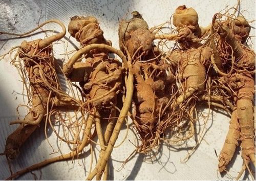 Tam thất tươi ngâm mật ong có công dụng gì