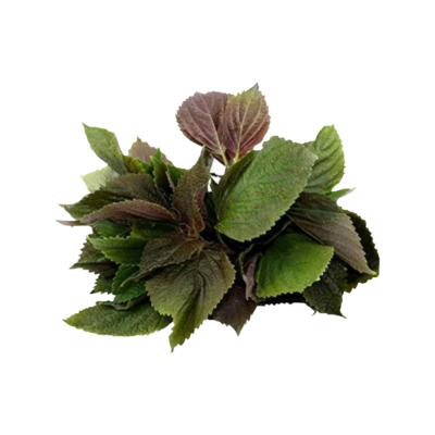 Cây Tía tô phơi khô có tác dụng gì?