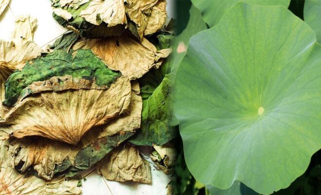 Những tác dụng của lá sen khô mà bạn chưa biết Những tác dụng của lá sen khô mà bạn chưa biết
