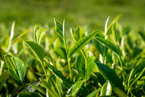 Những ai không nên uống chè xanh?