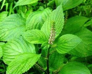 Lá Tía tô xanh là gì?