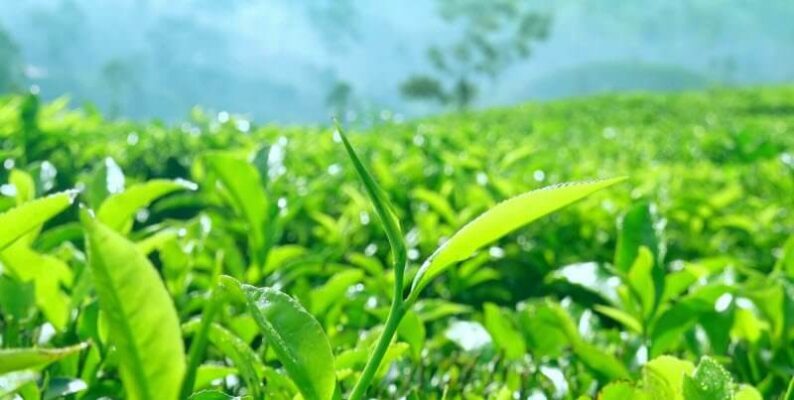 Lợi ích tuyệt vời của chè xanh đối với sức khỏe