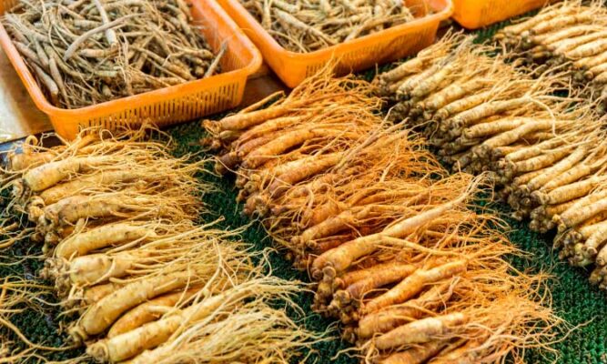 Những ai không nên sử dụng sâm đương quy