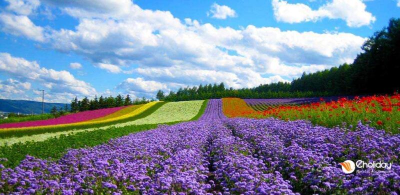 Lý do bạn nên du lịch Đà Lạt ít nhất một lần