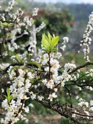 Thung lũng mận Nà Ka Mộc Châu