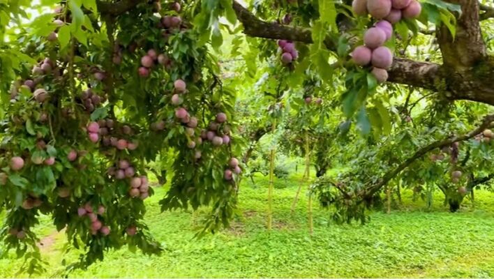 Trải nghiệm Mộc Châu mùa mận chín