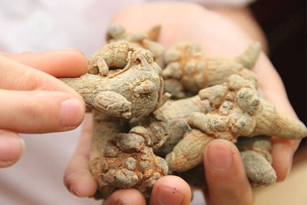 Uống bột tam thất vào thời điểm nào là tốt nhất