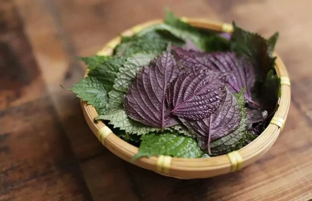 Điều gì sẽ xảy ra khi bạn thường xuyên uống nước lá tía tô
