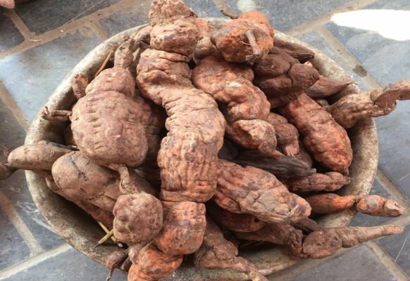 Ai nên sử dụng củ Hà thủ ô đỏ