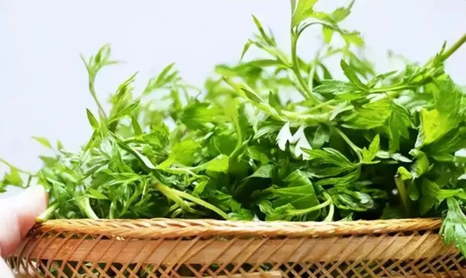 Tác dụng của nước ngải cứu đối với sức khỏe