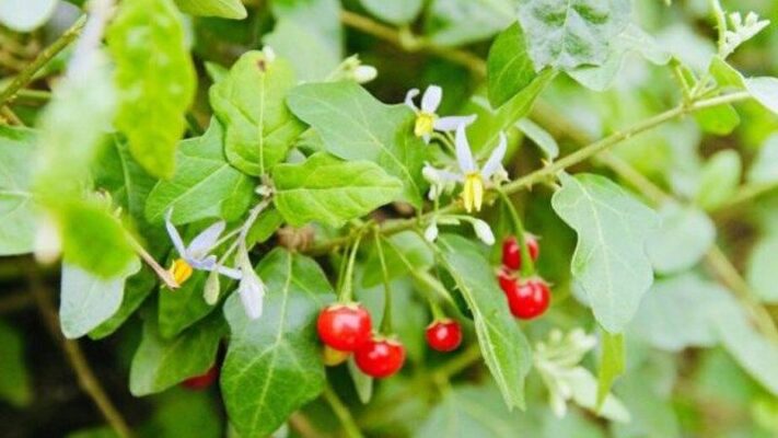 Một số công dụng của cà gai leo