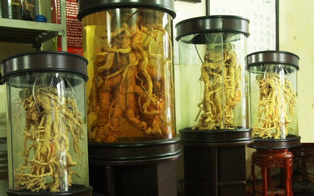 Tác dụng của rễ đinh lăng ngâm mật ong