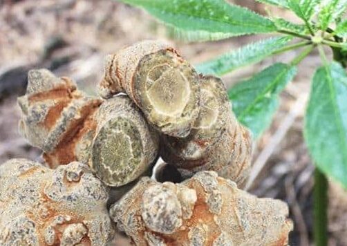 Tam thất bắc và những lưu ý khi sử dụng