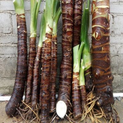 Củ ráy rừng Tây Bắc có công dụng gì