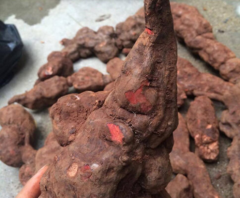 Lợi ích sức khỏe từ sử dụng hà thủ đỏ