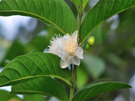 Bí mật công dụng làm đẹp của lá ổi