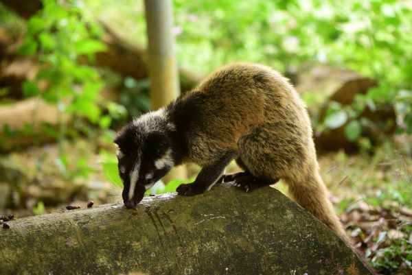 Khám phá Cúc Phương ngắm động vật quý hiếm