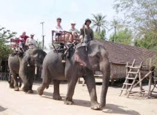 Khám phá văn hóa độc đáo ở Làng Voi Nhơn Hòa Khám phá văn hóa độc đáo ở Làng Voi Nhơn Hòa