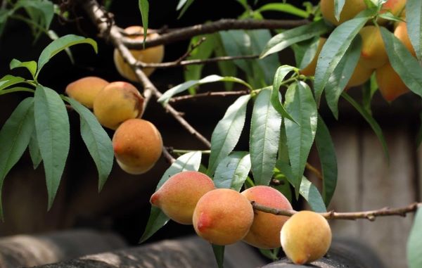 Mùa đào chín ở Mộc Châu