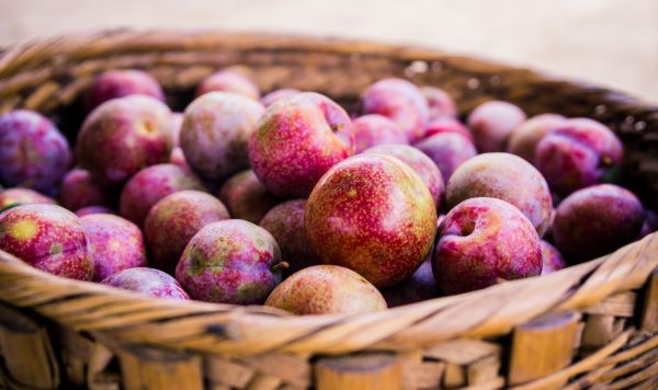 Mùa mận chín ở Mộc Châu