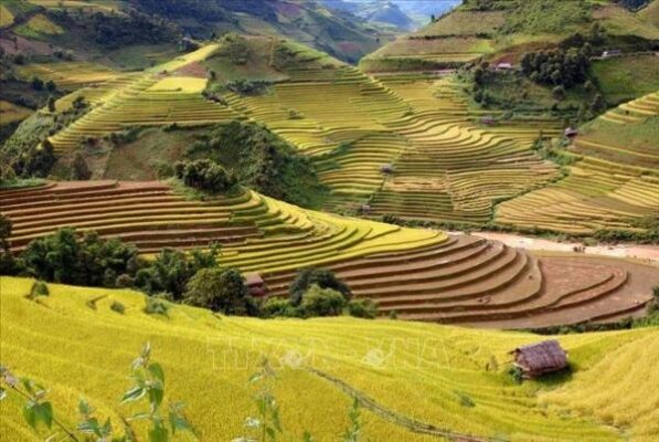 Ngắm mùa lúa chín ở Hà Giang và Mù Cang Chải