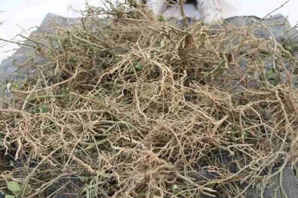 Rễ cây cà gai leo có tác dụng gì