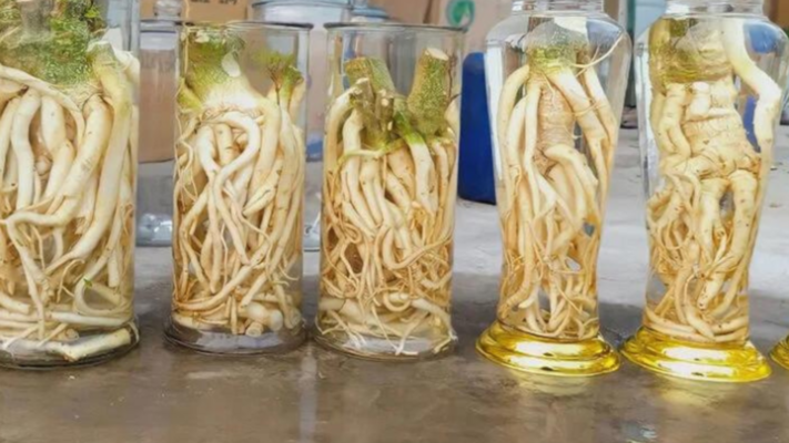 Những lưu ý khi sử dụng rượu đinh lăng