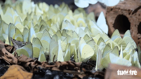 rừng quốc gia Cúc Phương