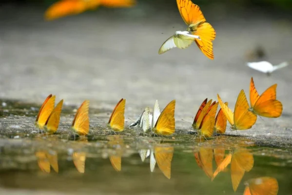 Mùa bướm bay ở rừng quốc gia Cúc Phương có gì đặc biệt?