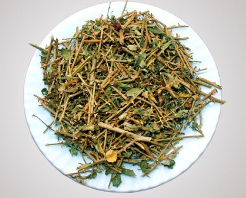 Có nên uống cà gai leo tươi không