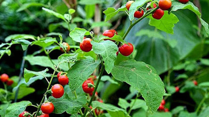 Dùng cà gai leo như thế nào là tốt nhất