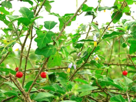 Cà gai leo công dụng và những lưu ý khi sử dụng