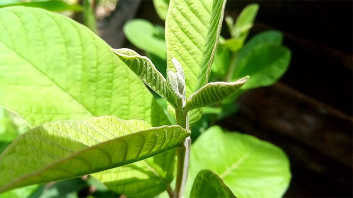 Nước lá ổi có tác dụng gì với sức khoẻ