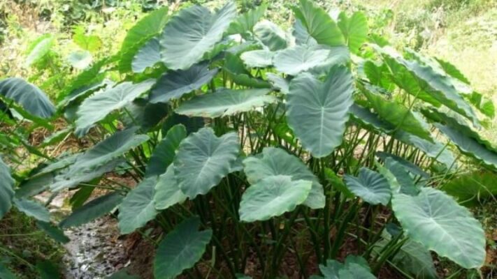 Những lưu ý khi sử dụng Củ ráy rừng Tây Bắc