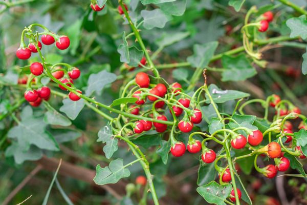 Quả cà gai leo có tác dụng gì