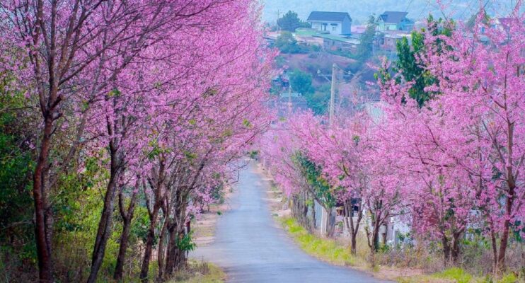 Du lịch Đà Lạt mùa nào đẹp nhất