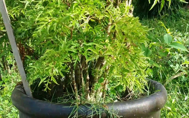 Cây đinh lăng là gì và công dụng của đinh lăng